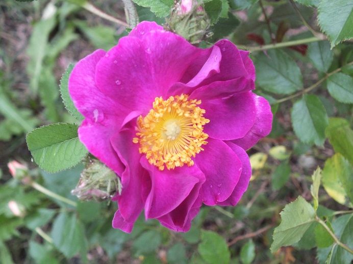  photo labellesultane_zps72aa572e.jpg